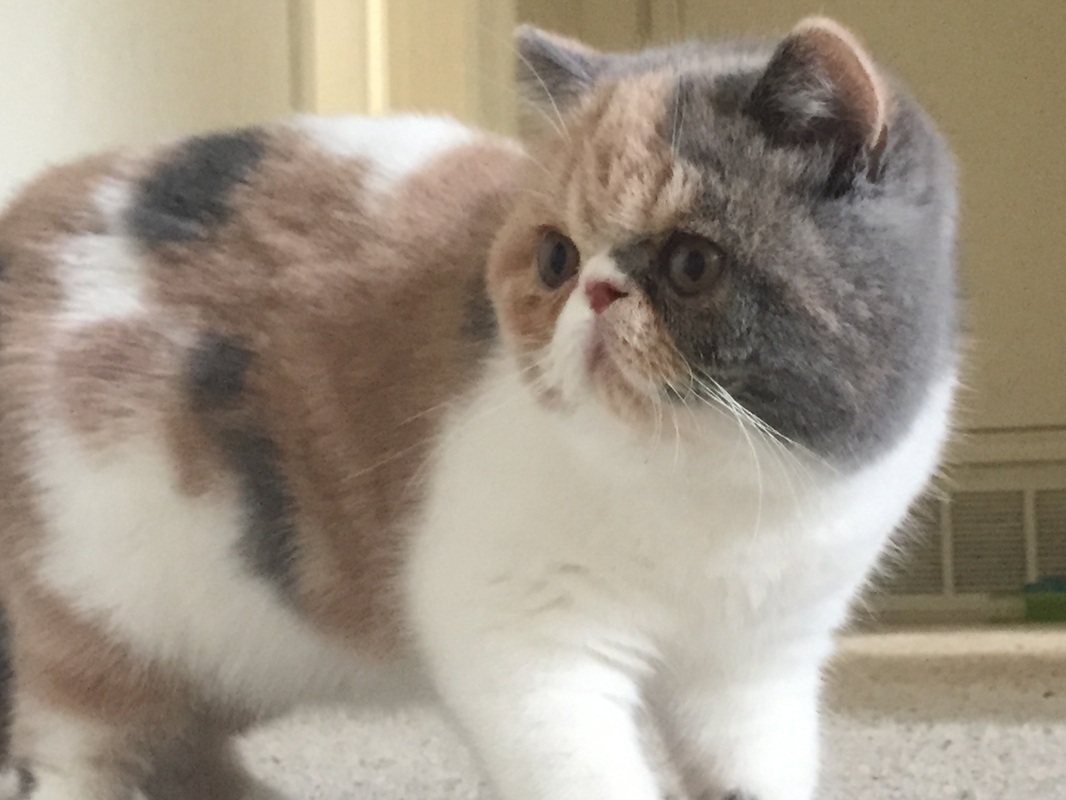 calico exotic shorthair