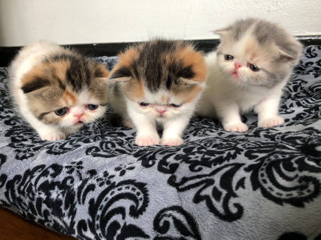 exotic-shorthair-kittens-for-sale-nc
